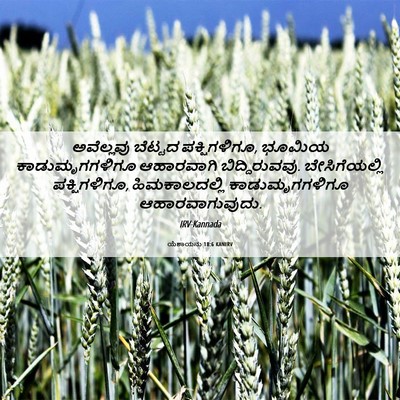 Picture 06 - ಯೆಶಾಯನು 18:6 KANIRV - ಅವೆಲ್ಲವು ಬೆಟ್ಟದ - Bible Verse Picture