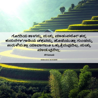 Picture 06 - ಯೆಶಾಯನು 28:28 KANIRV - ಗೋದಿಯ ಕಾಳನ್ನು - Bible Verse Picture