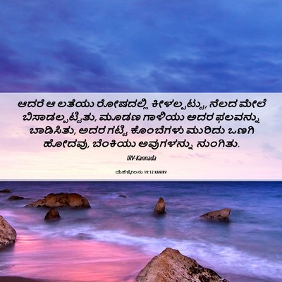 Picture 06 - ಯೆಹೆಜ್ಕೇಲನು 19:12 KANIRV - ಆದರೆ ಆ ಲತೆಯು - Bible Verse Picture