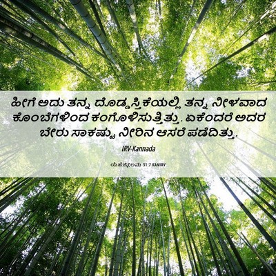 Picture 06 - ಯೆಹೆಜ್ಕೇಲನು 31:7 KANIRV - ಹೀಗೆ ಅದು ತನ್ನ - Bible Verse Picture