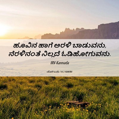 Picture 06 - ಯೋಬನು 14:2 KANIRV - ಹೂವಿನ ಹಾಗೆ ಅರಳಿ - Bible Verse Picture