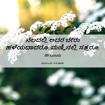 Picture 06 - ಯೋಬನು 14:8 KANIRV - ನೆಲದಲ್ಲಿ ಅದರ ಬೇರು - Bible Verse Picture