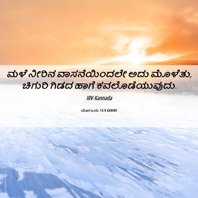 Picture 06 - ಯೋಬನು 14:9 KANIRV - ಮಳೆ ನೀರಿನ - Bible Verse Picture