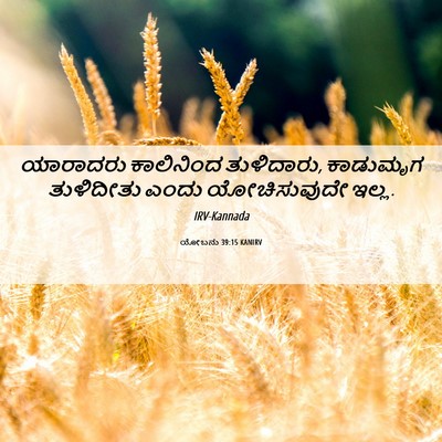 Picture 06 - ಯೋಬನು 39:15 KANIRV - ಯಾರಾದರು ಕಾಲಿನಿಂದ - Bible Verse Picture