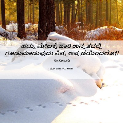 Picture 06 - ಯೋಬನು 39:27 KANIRV - ಹದ್ದು ಮೇಲಕ್ಕೆ - Bible Verse Picture