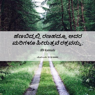 Picture 06 - ಯೋಬನು 39:30 KANIRV - ಹೆಣಬಿದ್ದಲ್ಲಿ - Bible Verse Picture