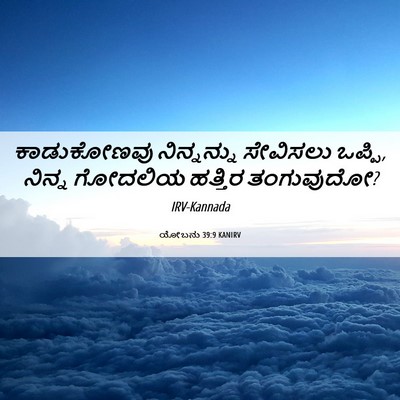 Picture 06 - ಯೋಬನು 39:9 KANIRV - ಕಾಡುಕೋಣವು - Bible Verse Picture