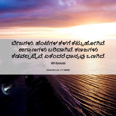 Picture 06 - ಯೋವೇಲನು 1:17 KANIRV - ಬೀಜಗಳು, ಹೆಂಟೆಗಳ - Bible Verse Picture