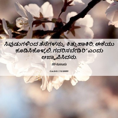 Picture 06 - ರೂತಳು 2:16 KANIRV - ಸಿವುಡುಗಳಿಂದ - Bible Verse Picture