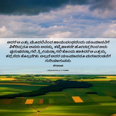Picture 06 - ವಿಮೋಚನಕಾಂಡ 21:29 KANIRV - ಆದರೆ ಆ ಎತ್ತು - Bible Verse Picture