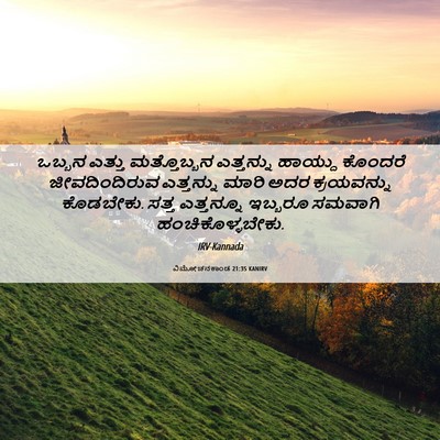 Picture 06 - ವಿಮೋಚನಕಾಂಡ 21:35 KANIRV - ಒಬ್ಬನ ಎತ್ತು - Bible Verse Picture