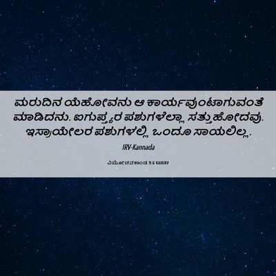 Picture 06 - ವಿಮೋಚನಕಾಂಡ 9:6 KANIRV - ಮರುದಿನ ಯೆಹೋವನು ಆ - Bible Verse Picture