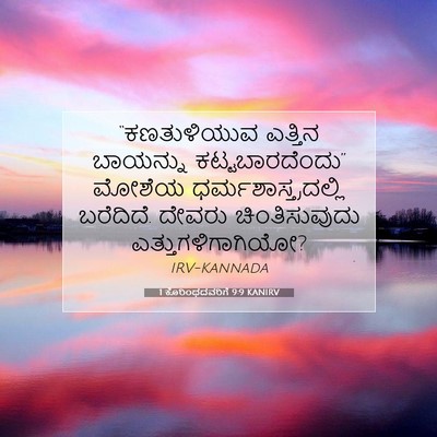 Picture 07 - 1 ಕೊರಿಂಥದವರಿಗೆ 9:9 KANIRV - “ಕಣತುಳಿಯುವ ಎತ್ತಿನ - Bible Verse Picture