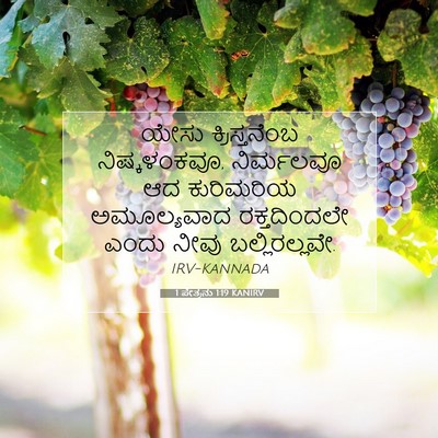Picture 07 - 1 ಪೇತ್ರನು 1:19 KANIRV - ಯೇಸು ಕ್ರಿಸ್ತನೆಂಬ - Bible Verse Picture