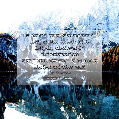 Picture 07 - ಅರಣ್ಯಕಾಂಡ 28:13 KANIRV - ಕುರಿಮರಿಗೆ ಧಾನ್ಯ - Bible Verse Picture