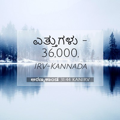 Picture 07 - ಅರಣ್ಯಕಾಂಡ 31:44 KANIRV - ಎತ್ತುಗಳು - - Bible Verse Picture