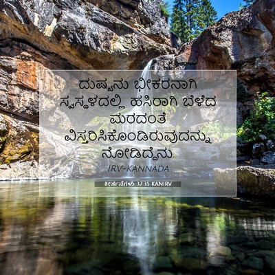 Picture 07 - ಕೀರ್ತನೆಗಳು 37:35 KANIRV - ದುಷ್ಟನು ಭೀಕರನಾಗಿ - Bible Verse Picture