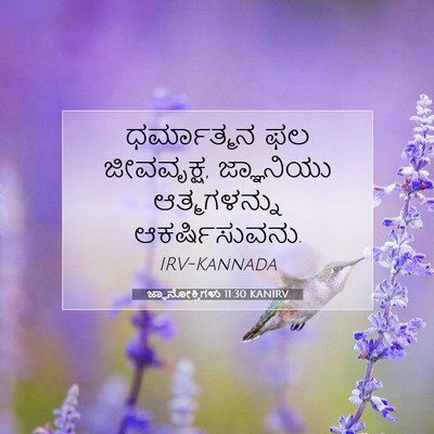 Picture 07 - ಜ್ಞಾನೋಕ್ತಿಗಳು 11:30 KANIRV - ಧರ್ಮಾತ್ಮನ ಫಲ - Bible Verse Picture