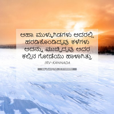 Picture 07 - ಜ್ಞಾನೋಕ್ತಿಗಳು 24:31 KANIRV - ಆಹಾ, ಮುಳ್ಳುಗಿಡಗಳು - Bible Verse Picture