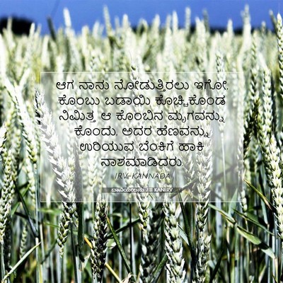 Picture 07 - ದಾನಿಯೇಲನು 7:11 KANIRV - ಆಗ ನಾನು - Bible Verse Picture