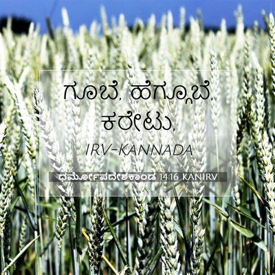 Picture 07 - ಧರ್ಮೋಪದೇಶಕಾಂಡ 14:16 KANIRV - ಗೂಬೆ, ಹೆಗ್ಗೂಬೆ, - Bible Verse Picture