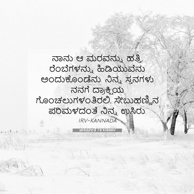 Picture 07 - ಪರಮಗೀತೆ 7:8 KANIRV - ನಾನು ಆ ಮರವನ್ನು - Bible Verse Picture