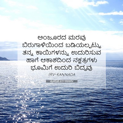 Picture 07 - ಪ್ರಕಟಣೆ 6:13 KANIRV - ಅಂಜೂರದ ಮರವು - Bible Verse Picture