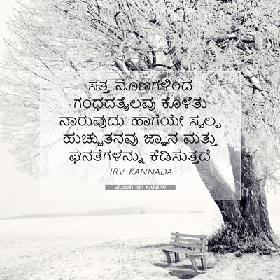 Picture 07 - ಪ್ರಸಂಗಿ 10:1 KANIRV - ಸತ್ತ ನೊಣಗಳಿಂದ - Bible Verse Picture