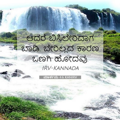 Picture 07 - ಮಾರ್ಕನು 4:6 KANIRV - ಆದರೆ ಬಿಸಿಲೇರಿದಾಗ - Bible Verse Picture