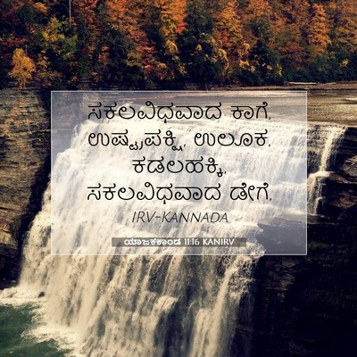 Picture 07 - ಯಾಜಕಕಾಂಡ 11:16 KANIRV - ಸಕಲವಿಧವಾದ ಕಾಗೆ, - Bible Verse Picture