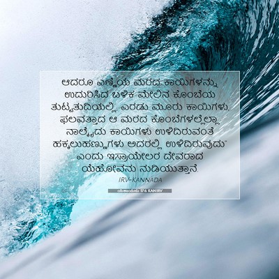 Picture 07 - ಯೆಶಾಯನು 17:6 KANIRV - ಆದರೂ ಎಣ್ಣೆಯ ಮರದ - Bible Verse Picture