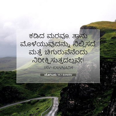 Picture 07 - ಯೋಬನು 14:7 KANIRV - ಕಡಿದ ಮರವೂ, ತಾನು - Bible Verse Picture