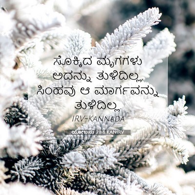Picture 07 - ಯೋಬನು 28:8 KANIRV - ಸೊಕ್ಕಿದ ಮೃಗಗಳು - Bible Verse Picture