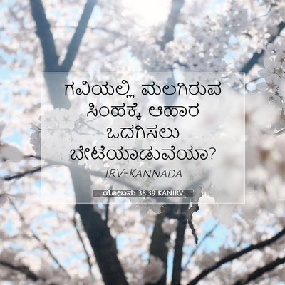 Picture 07 - ಯೋಬನು 38:39 KANIRV - ಗವಿಯಲ್ಲಿ ಮಲಗಿರುವ - Bible Verse Picture