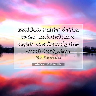 Picture 07 - ಯೋಬನು 40:21 KANIRV - ತಾವರೆಯ ಗಿಡಗಳ - Bible Verse Picture