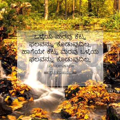 Picture 07 - ಲೂಕನು 6:43 KANIRV - ಒಳ್ಳೆಯ ಮರವು ಕೆಟ್ಟ - Bible Verse Picture