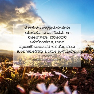 Picture 07 - ವಿಮೋಚನಕಾಂಡ 8:31 KANIRV - ಮೋಶೆಯು - Bible Verse Picture
