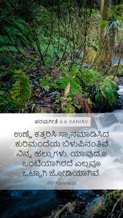 ಪರಮಗೀತೆ 6:6 KANIRV Bible Verse Image