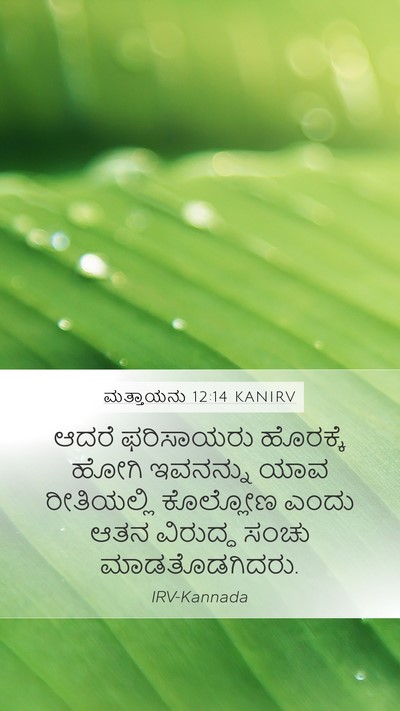 ಮತ್ತಾಯನು 12:14 KANIRV Bible Verse Image
