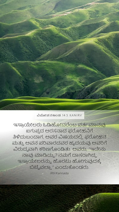 ವಿಮೋಚನಕಾಂಡ 14:5 KANIRV Bible Verse Image